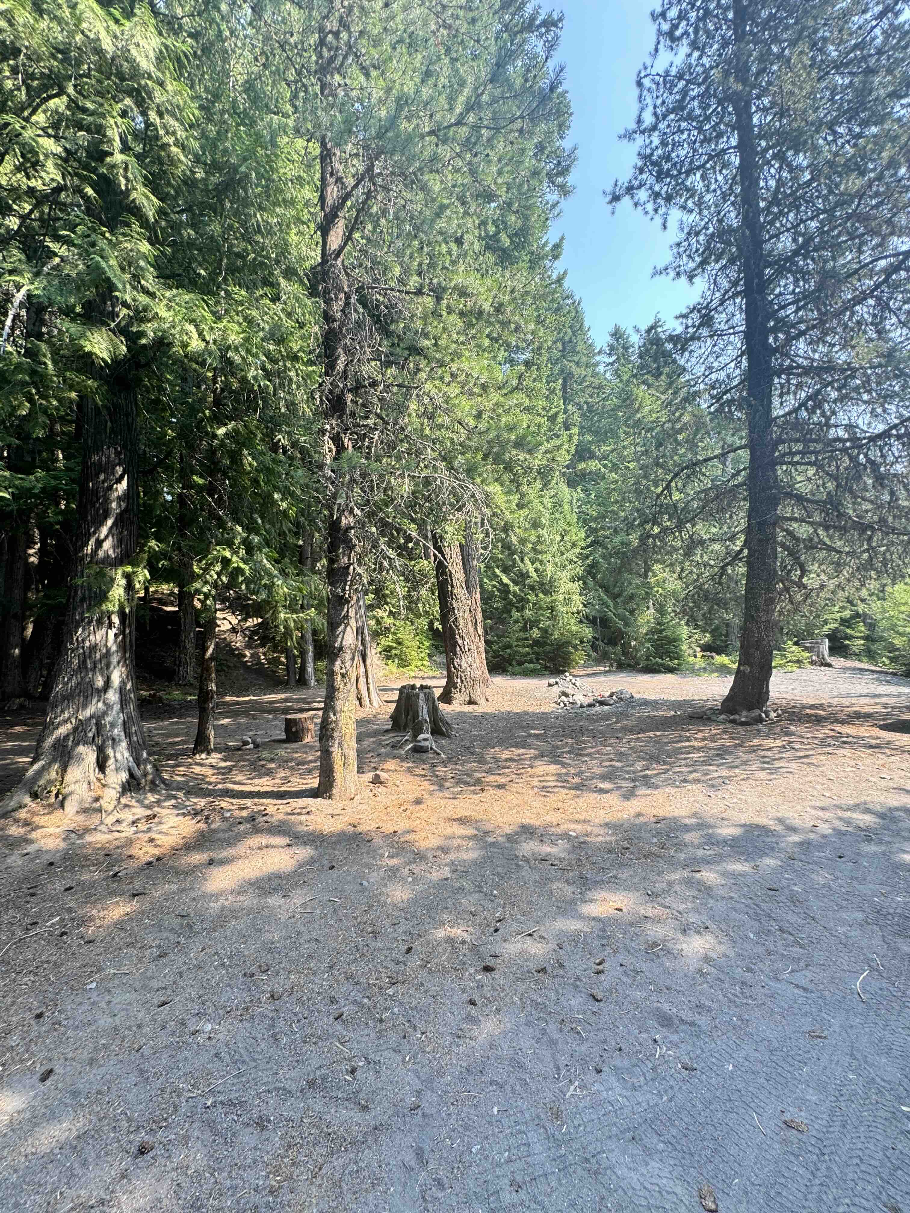 Forest campground view